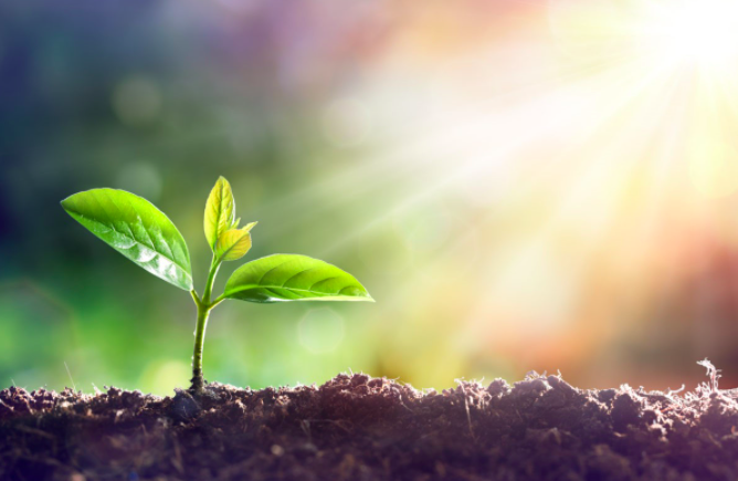 Photo of sunlight and leaf emerging from soil